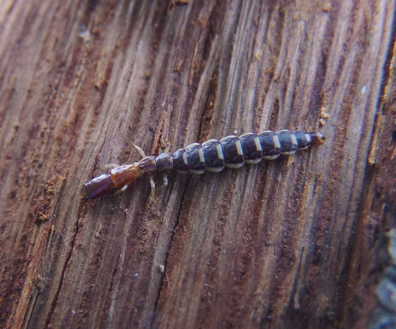 Larva...di chi...? Parainocellia bicolor